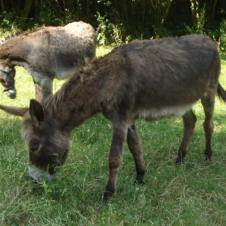 艾库里斯茵索利特营地旅馆 Bolleville (Manche)